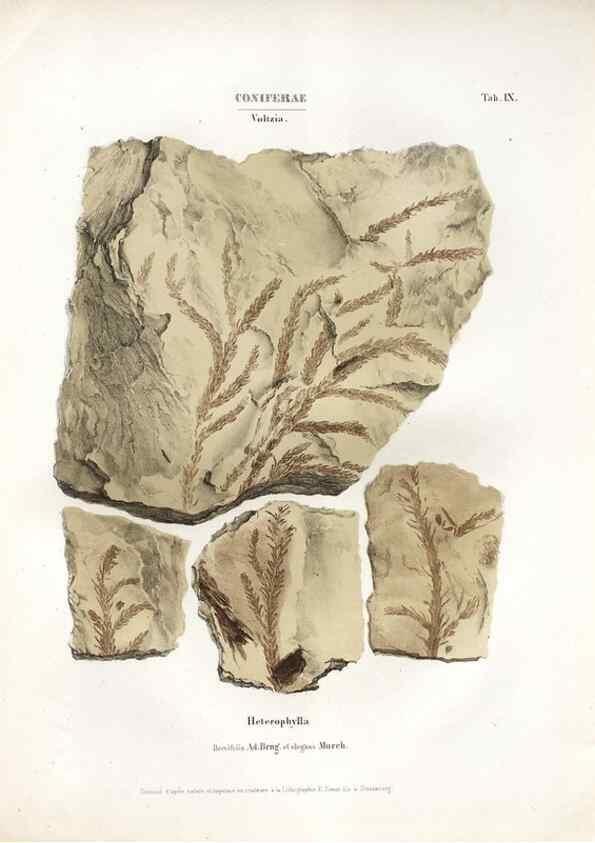 Reproducción/Reproduction 7176898203: Monographie des plantes fossiles du grès bigarré de la chaine des Vosges /. Leipzig :G. Engelmann,1844.