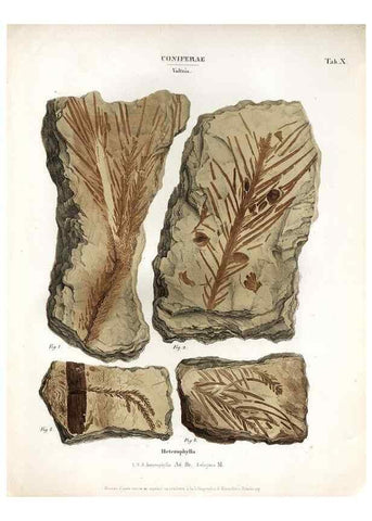 Reproducción/Reproduction 7176899419: Monographie des plantes fossiles du grès bigarré de la chaine des Vosges /. Leipzig :G. Engelmann,1844.