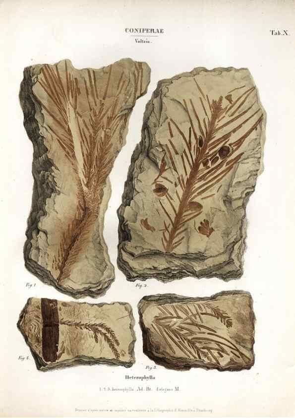Reproducción/Reproduction 7176899419: Monographie des plantes fossiles du grès bigarré de la chaine des Vosges /. Leipzig :G. Engelmann,1844.