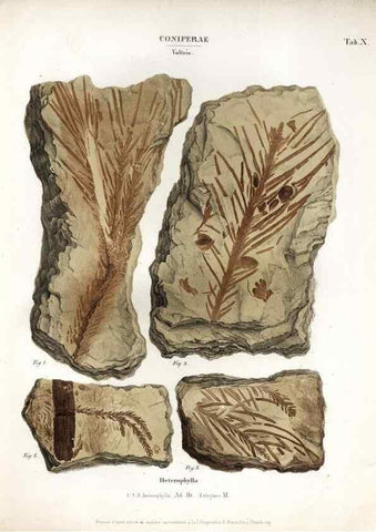 Reproducción/Reproduction 7176899419: Monographie des plantes fossiles du grès bigarré de la chaine des Vosges /. Leipzig :G. Engelmann,1844.