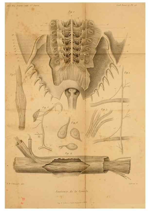 Reproducción/Reproduction 7362374450: Recherches sur l'anatomie des Limules/. Paris,1873