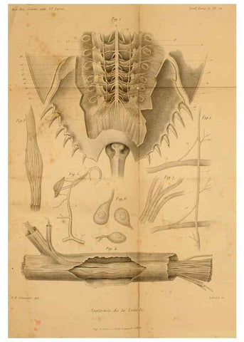 Reproducción/Reproduction 7362374450: Recherches sur l'anatomie des Limules/. Paris,1873