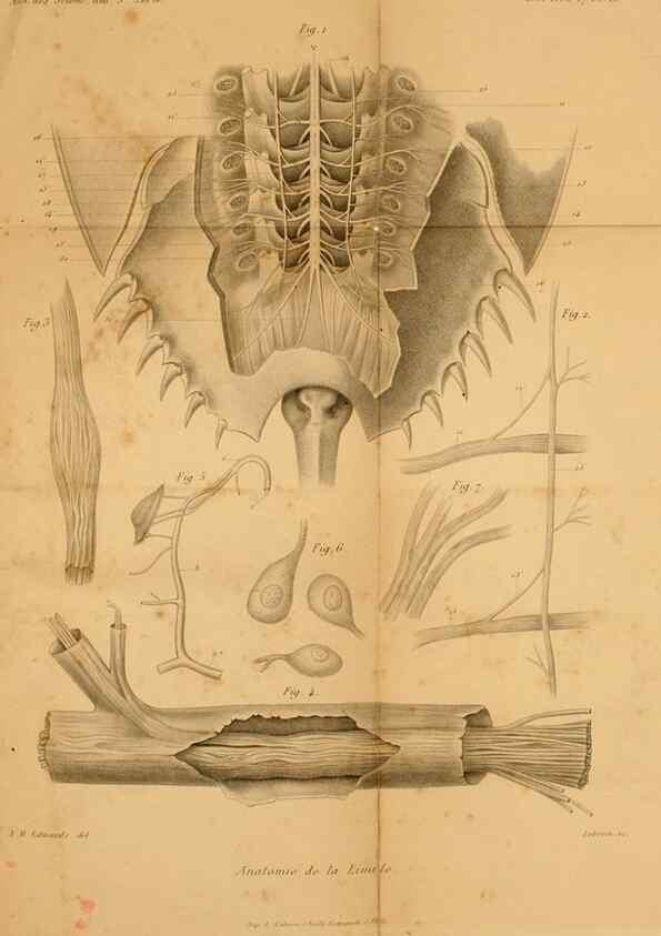 Reproducción/Reproduction 7362374450: Recherches sur l'anatomie des Limules/. Paris,1873