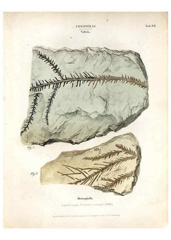 Reproducción/Reproduction 7362124232: Monographie des plantes fossiles du grès bigarré de la chaine des Vosges /. Leipzig :G. Engelmann,1844.