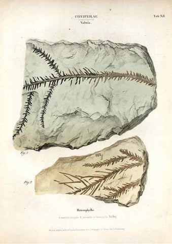 Reproducción/Reproduction 7362124232: Monographie des plantes fossiles du grès bigarré de la chaine des Vosges /. Leipzig :G. Engelmann,1844.