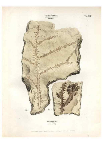Reproducción/Reproduction 7362126760: Monographie des plantes fossiles du grès bigarré de la chaine des Vosges /. Leipzig :G. Engelmann,1844.