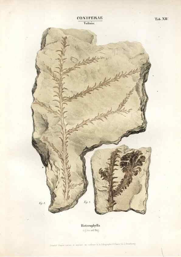 Reproducción/Reproduction 7362126760: Monographie des plantes fossiles du grès bigarré de la chaine des Vosges /. Leipzig :G. Engelmann,1844.