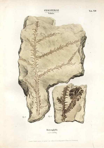 Reproducción/Reproduction 7362126760: Monographie des plantes fossiles du grès bigarré de la chaine des Vosges /. Leipzig :G. Engelmann,1844.