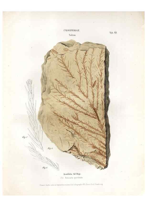 Reproducción/Reproduction 7176904991: Monographie des plantes fossiles du grès bigarré de la chaine des Vosges /. Leipzig :G. Engelmann,1844.