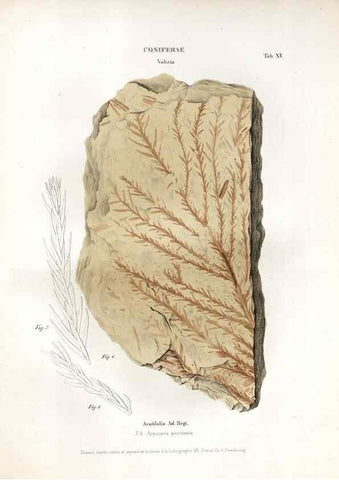Reproducción/Reproduction 7176904991: Monographie des plantes fossiles du grès bigarré de la chaine des Vosges /. Leipzig :G. Engelmann,1844.