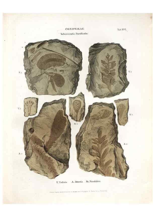 Reproducción/Reproduction 7362128854: Monographie des plantes fossiles du grès bigarré de la chaine des Vosges /. Leipzig :G. Engelmann,1844.