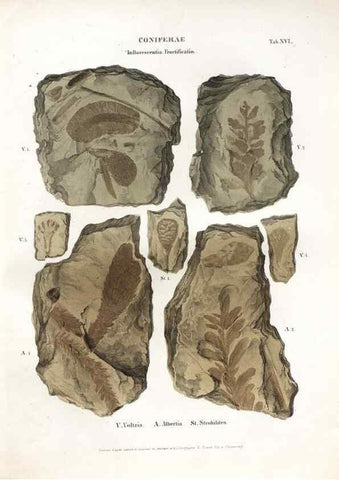 Reproducción/Reproduction 7362128854: Monographie des plantes fossiles du grès bigarré de la chaine des Vosges /. Leipzig :G. Engelmann,1844.