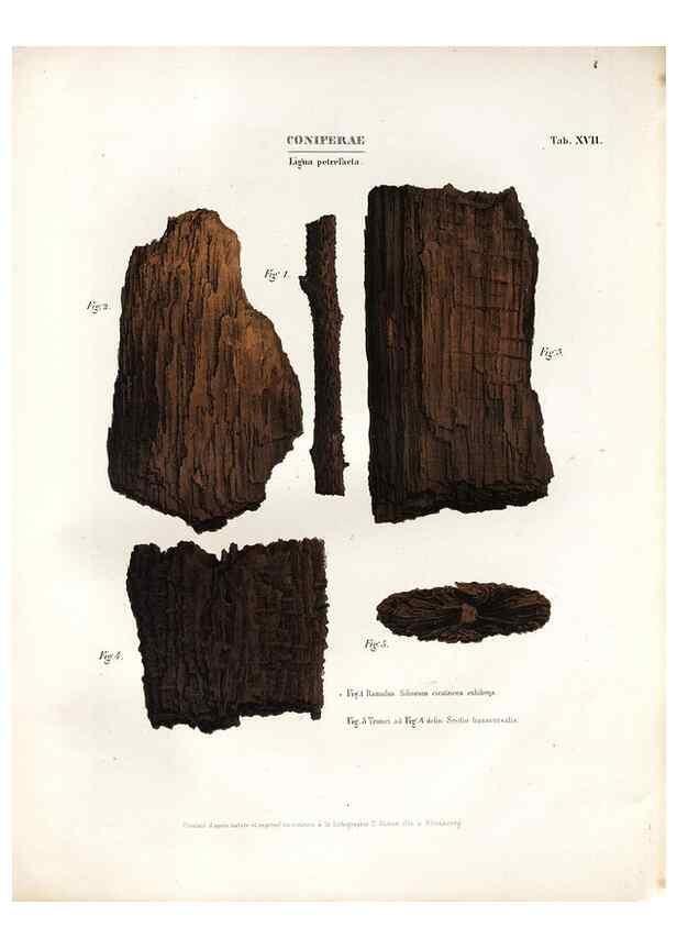 Reproducción/Reproduction 7362130010: Monographie des plantes fossiles du grès bigarré de la chaine des Vosges /. Leipzig :G. Engelmann,1844.