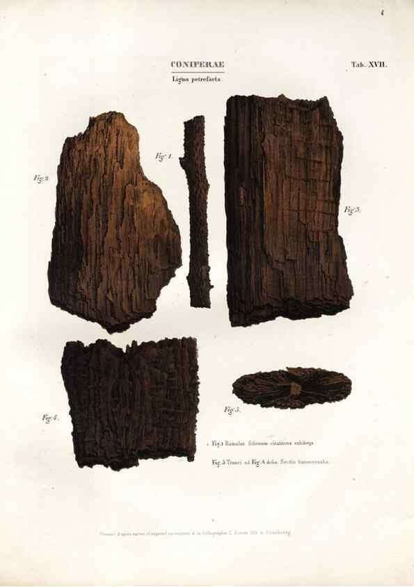 Reproducción/Reproduction 7362130010: Monographie des plantes fossiles du grès bigarré de la chaine des Vosges /. Leipzig :G. Engelmann,1844.