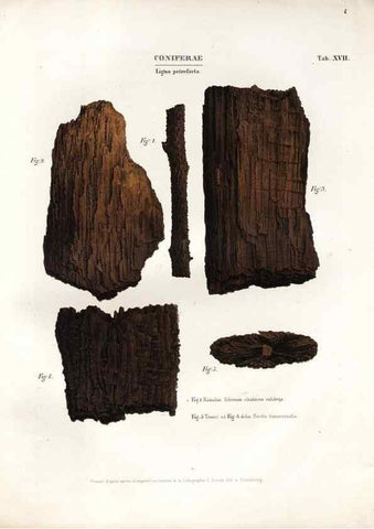 Reproducción/Reproduction 7362130010: Monographie des plantes fossiles du grès bigarré de la chaine des Vosges /. Leipzig :G. Engelmann,1844.