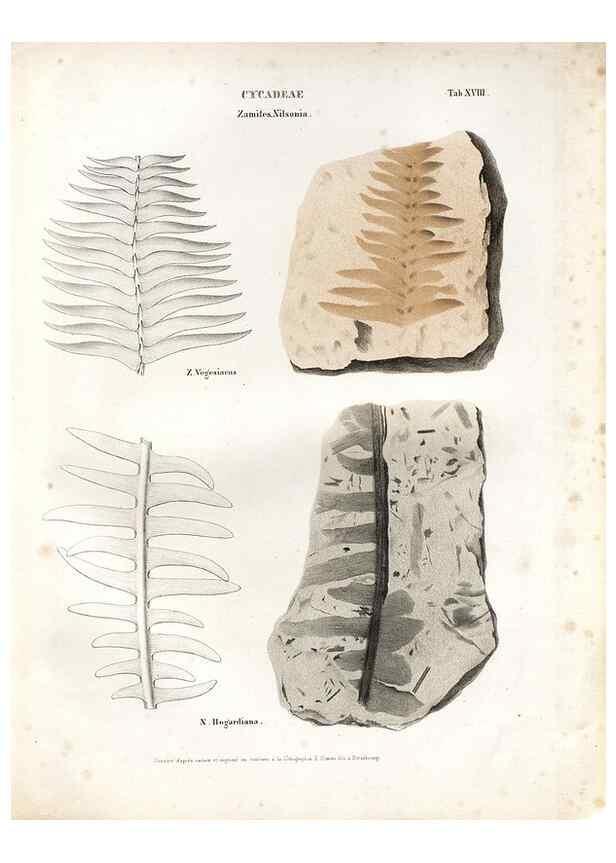 Reproducción/Reproduction 7176908323: Monographie des plantes fossiles du grès bigarré de la chaine des Vosges /. Leipzig :G. Engelmann,1844.