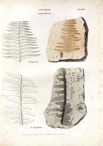 Reproducción/Reproduction 7176908323: Monographie des plantes fossiles du grès bigarré de la chaine des Vosges /. Leipzig :G. Engelmann,1844.