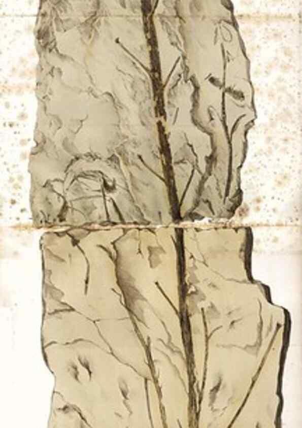 Reproducción/Reproduction 7362132756: Monographie des plantes fossiles du grès bigarré de la chaine des Vosges /. Leipzig :G. Engelmann,1844.