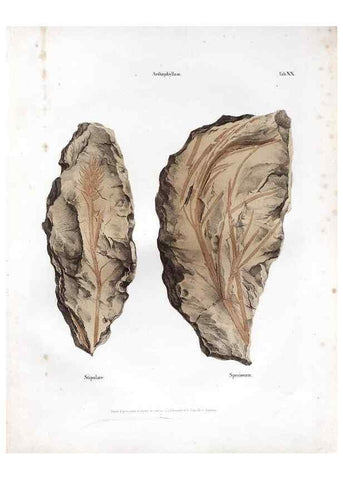 Reproducción/Reproduction 7362133872: Monographie des plantes fossiles du grès bigarré de la chaine des Vosges /. Leipzig :G. Engelmann,1844.