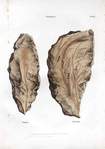 Reproducción/Reproduction 7362133872: Monographie des plantes fossiles du grès bigarré de la chaine des Vosges /. Leipzig :G. Engelmann,1844.