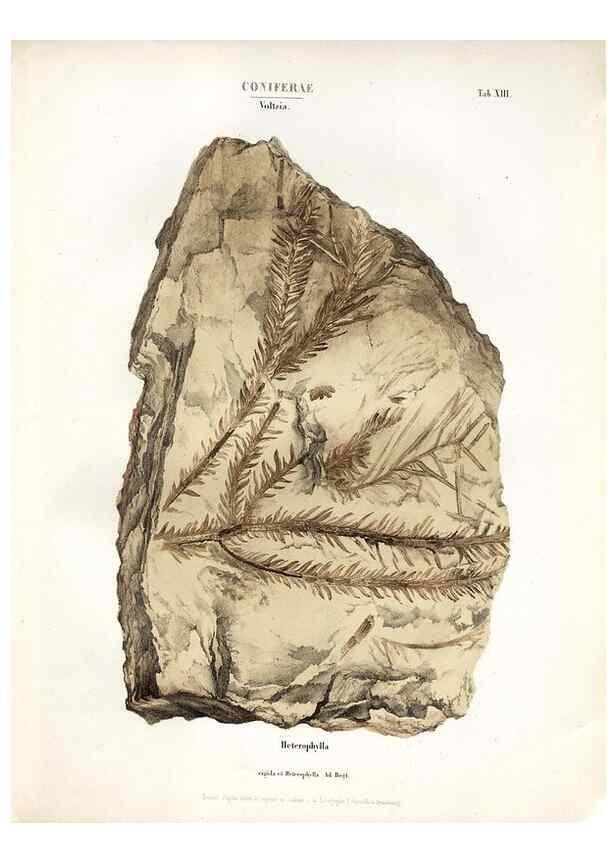 Reproducción/Reproduction 7176902779: Monographie des plantes fossiles du grès bigarré de la chaine des Vosges /. Leipzig :G. Engelmann,1844.