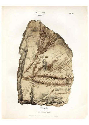 Reproducción/Reproduction 7176902779: Monographie des plantes fossiles du grès bigarré de la chaine des Vosges /. Leipzig :G. Engelmann,1844.