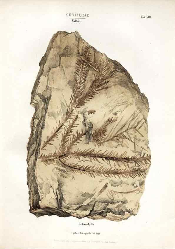 Reproducción/Reproduction 7176902779: Monographie des plantes fossiles du grès bigarré de la chaine des Vosges /. Leipzig :G. Engelmann,1844.