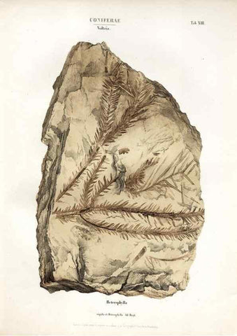 Reproducción/Reproduction 7176902779: Monographie des plantes fossiles du grès bigarré de la chaine des Vosges /. Leipzig :G. Engelmann,1844.
