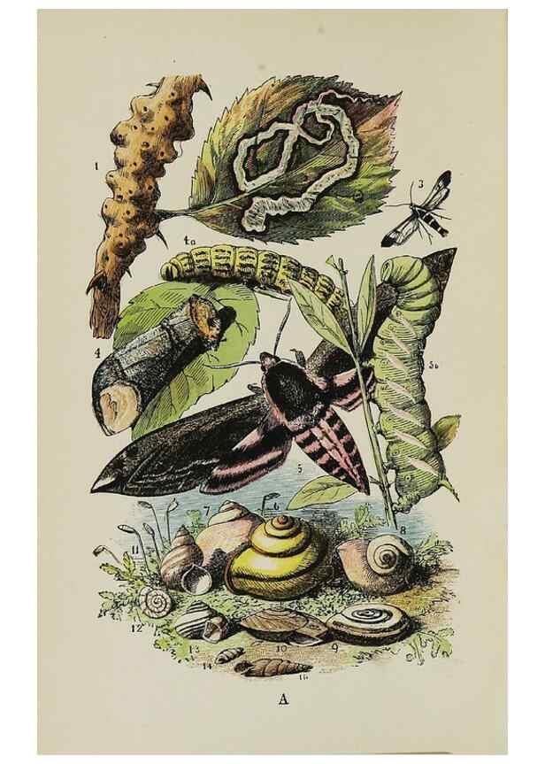 Reproducción/Reproduction 7365220798: The common objects of the country /. London :George Routledge and Sons,1894