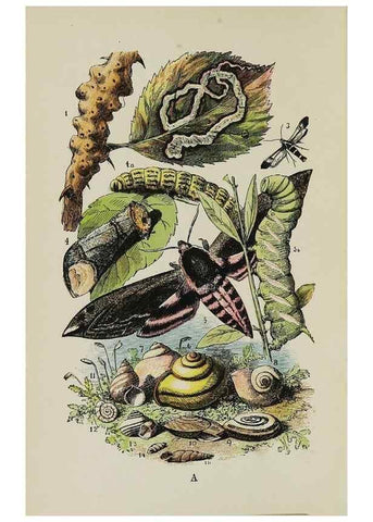Reproducción/Reproduction 7365220798: The common objects of the country /. London :George Routledge and Sons,1894