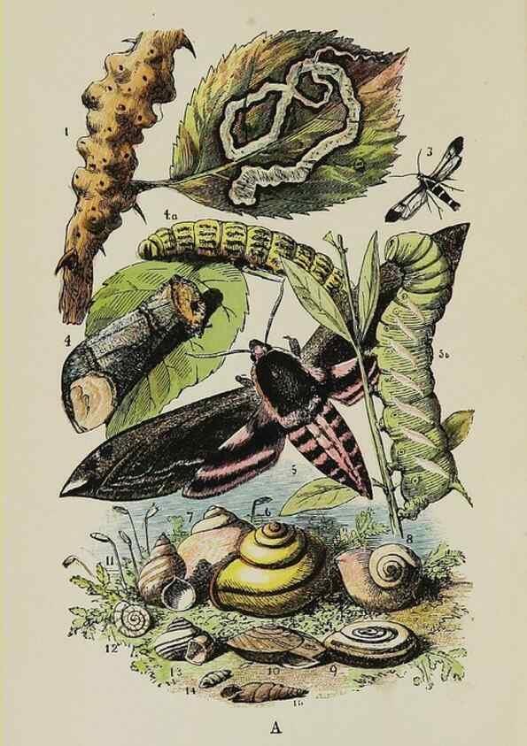Reproducción/Reproduction 7365220798: The common objects of the country /. London :George Routledge and Sons,1894