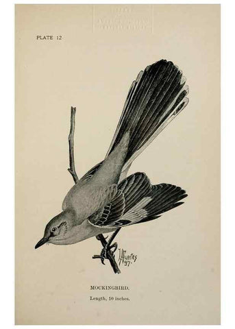 Reproducción/Reproduction 7365372116: Birdcraft :. New York :Macmillan Co.,c1897.