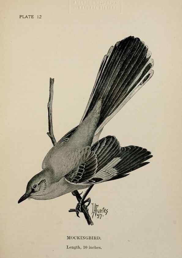 Reproducción/Reproduction 7365372116: Birdcraft :. New York :Macmillan Co.,c1897.