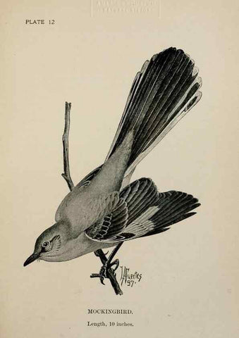 Reproducción/Reproduction 7365372116: Birdcraft :. New York :Macmillan Co.,c1897.