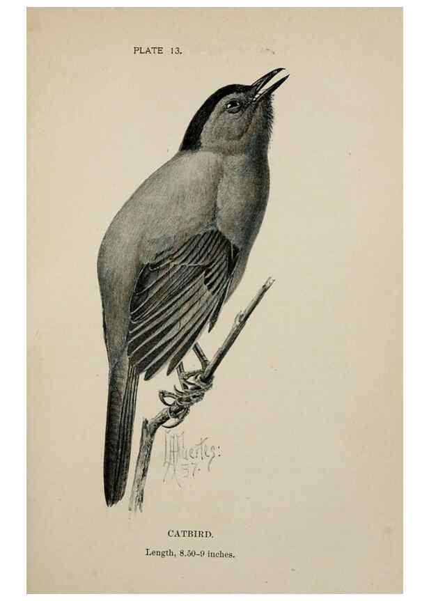 Reproducción/Reproduction 7365372916: Birdcraft :. New York :Macmillan Co.,c1897.