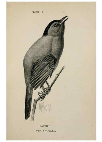 Reproducción/Reproduction 7365372916: Birdcraft :. New York :Macmillan Co.,c1897.