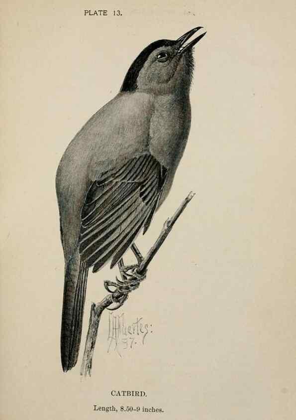 Reproducción/Reproduction 7365372916: Birdcraft :. New York :Macmillan Co.,c1897.