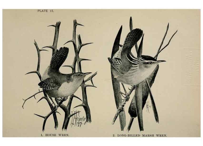 Reproducción/Reproduction 7180147521: Birdcraft :. New York :Macmillan Co.,c1897.