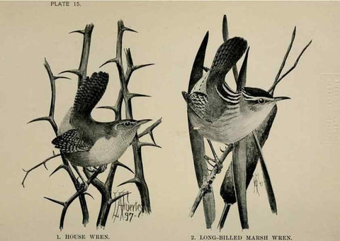 Reproducción/Reproduction 7180147521: Birdcraft :. New York :Macmillan Co.,c1897.