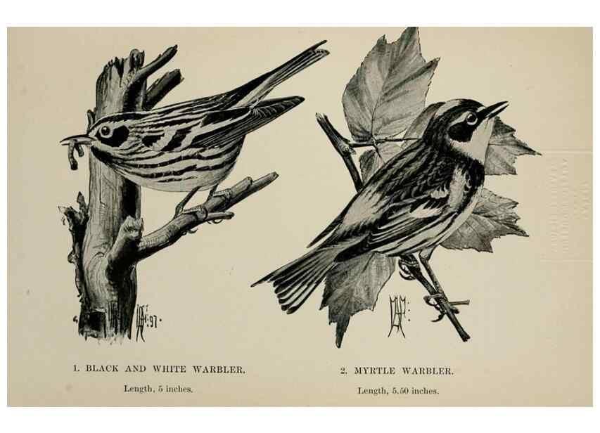 Reproducción/Reproduction 7180148977: Birdcraft :. New York :Macmillan Co.,c1897.