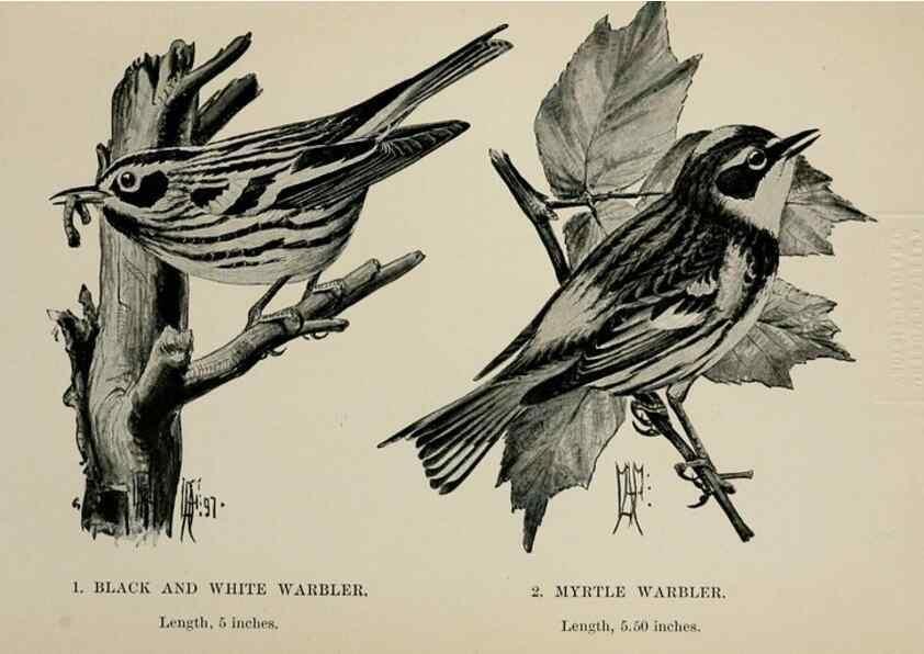Reproducción/Reproduction 7180148977: Birdcraft :. New York :Macmillan Co.,c1897.