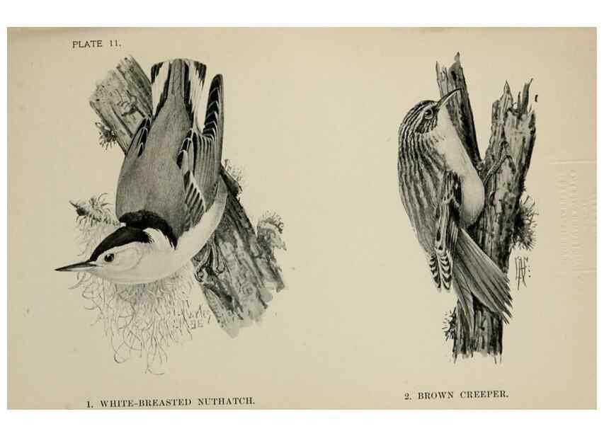 Reproducción/Reproduction 7180143219: Birdcraft :. New York :Macmillan Co.,c1897.
