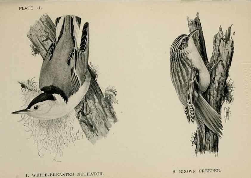 Reproducción/Reproduction 7180143219: Birdcraft :. New York :Macmillan Co.,c1897.