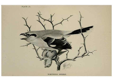 Reproducción/Reproduction 7180154893: Birdcraft :. New York :Macmillan Co.,c1897.