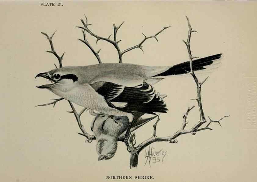 Reproducción/Reproduction 7180154893: Birdcraft :. New York :Macmillan Co.,c1897.