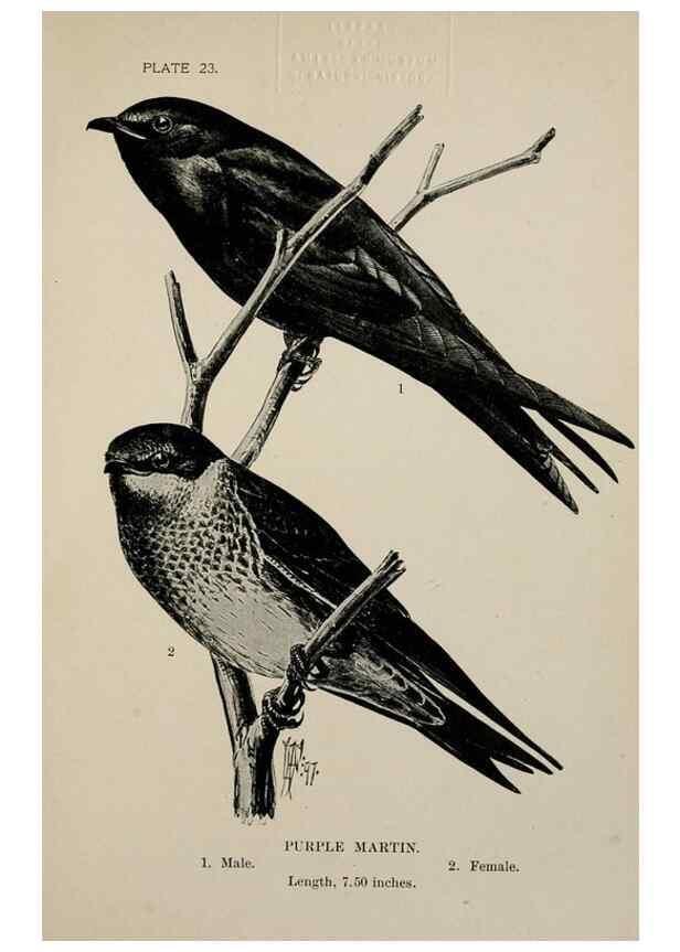 Reproducción/Reproduction 7180158867: Birdcraft :. New York :Macmillan Co.,c1897.