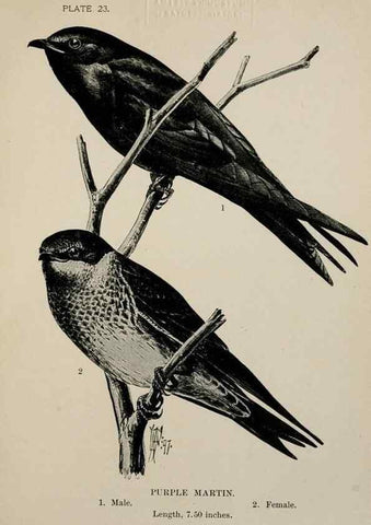 Reproducción/Reproduction 7180158867: Birdcraft :. New York :Macmillan Co.,c1897.