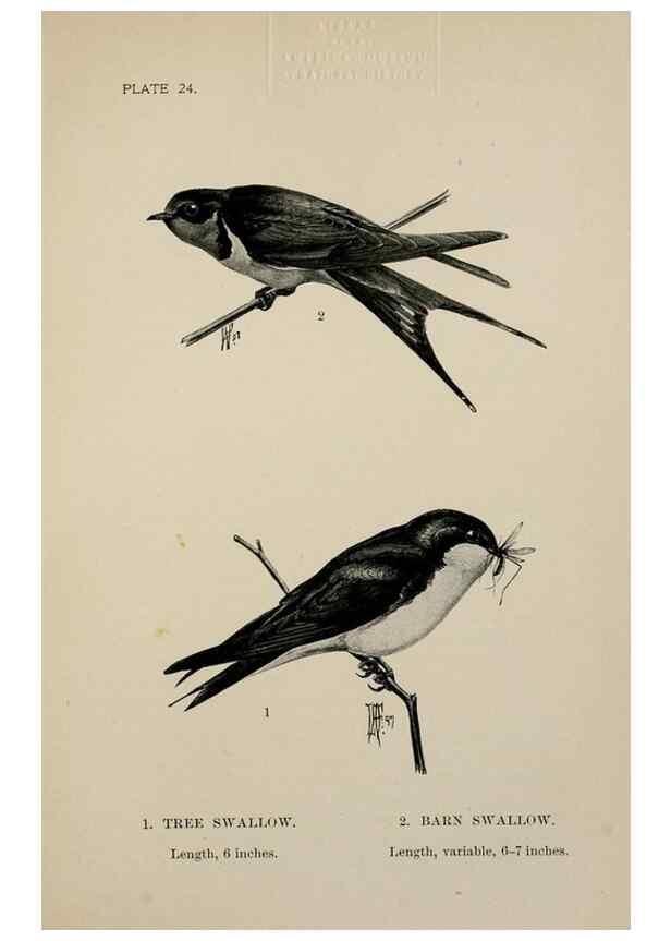 Reproducción/Reproduction 7365387974: Birdcraft :. New York :Macmillan Co.,c1897.