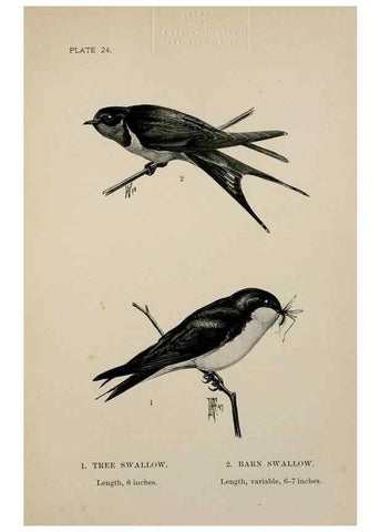 Reproducción/Reproduction 7365387974: Birdcraft :. New York :Macmillan Co.,c1897.
