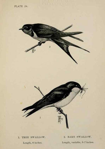 Reproducción/Reproduction 7365387974: Birdcraft :. New York :Macmillan Co.,c1897.